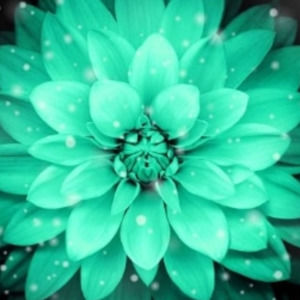 Meet your Posher, Caitlyn